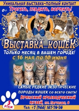 Выставка кошек