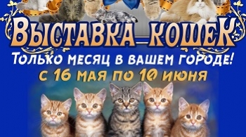Выставка кошек