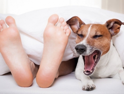 Завидовать или сочувствовать: животные, которые меньше всего спят