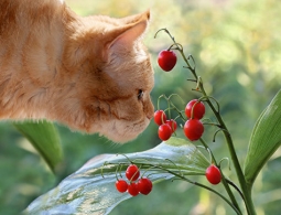 Самые ядовитые лесные растения: когда капля фитотоксина убивает кошку