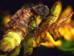 Лампочка дьявола, или Откуда светлячки берут энергию