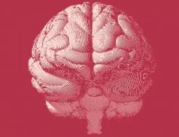 Ученые открыли почти 1000 новых генов, связанных с интеллектом