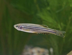 Ученые восстановили спинной мозг при помощи стволовых клеток