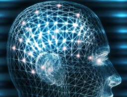 Ученые смогли перепрограммировать нейронную сеть головного мозга