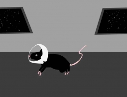 Зачем на МКС отправили двадцать лабораторных мышей?