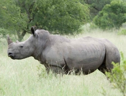 В лаборатории создали первые эмбрионы носорогов. Они помогут спасти почти вымершие виды