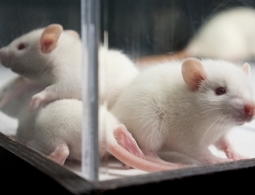 Ученые создали лекарство, удаляющее стареющие клетки из организма