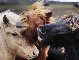 Ученые выяснили, почему лошади фыркают