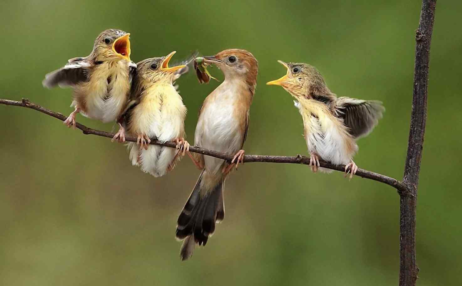 Искусственный интеллект научился определять птиц по их пению