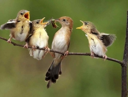 Искусственный интеллект научился определять птиц по их пению