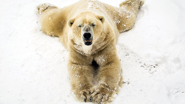 Белые медведицы помогут ученым изучить климат в Арктике