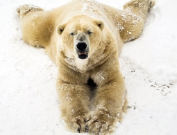 Белые медведицы помогут ученым изучить климат в Арктике