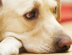 Ученые выяснили, как собаки реагируют на эмоции хозяев