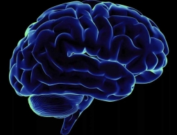 Обнаружены нейроны, отвечающие за сознание