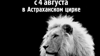 Цирк | Белые львы