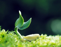 Представлены генетически модифицированные «умные» растения