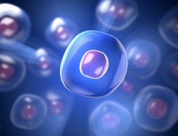 Ученые нашли новый тип клеток. И их форма весьма специфична