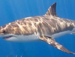 Астероид, который уничтожил динозавров, также помог акулам эволюционировать