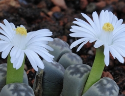 Чемпионы выносливости: комнатные растения, о которых можно забыть