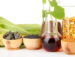 Биодизель, микродизель, нанодизель? Почему буксует зеленая энергетика