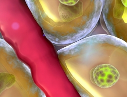 Ученые измерили скорость смерти клеток