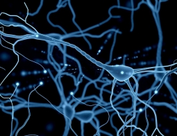 Быстрый рост уровня серотонина может помочь в лечении аутизма