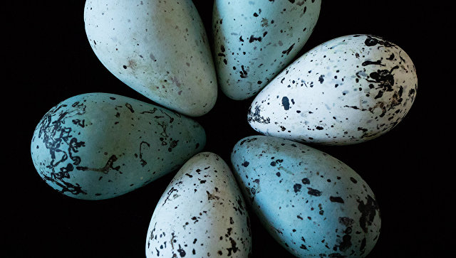 Биологи выяснили, почему у яиц есть тупой и острый конец