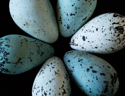 Биологи выяснили, почему у яиц есть тупой и острый конец