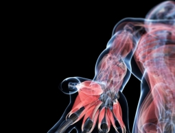 В иммунной системе человека нашли новый орган, который искали очень давно