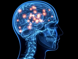 Открыт новый тип нейронов головного мозга