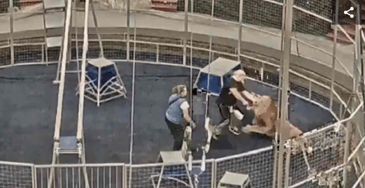 Порвал руку. Камеры сняли нападение льва на дрессировщика московского цирка