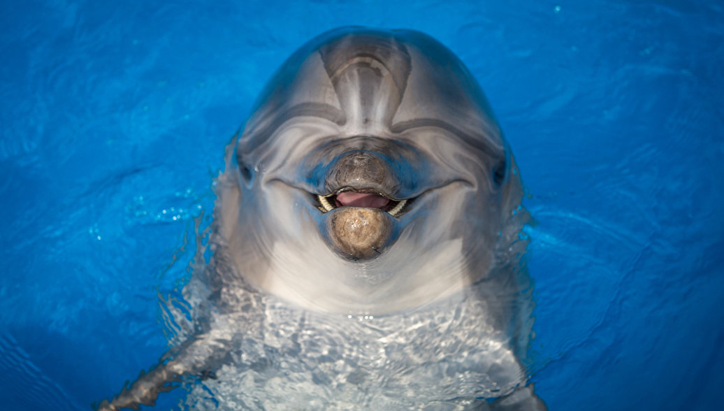 Во Франции закрыли пляж из-за трехметрового общительного дельфина