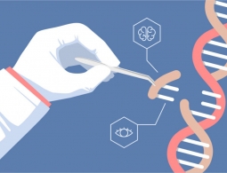 С помощью редактора генома CRISPR удалось вылечить мышечную дистрофию