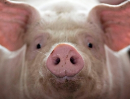 Можно ли пересадить человеку органы свиньи? Пора это выяснить