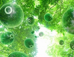 Процесс полу-искусственного фотосинтеза поможет добыть энергию из солнечного света