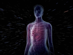 Ученые разрабатывают самую детализированную 3D-модель человеческого организма
