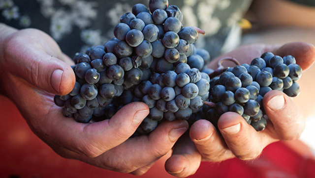 Ученые раскрыли неожиданную пользу винограда