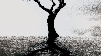 Деревья умирают стоя