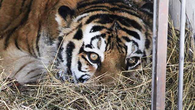 У тигра из Приморья, лежавшего у реки, нашли инфекционное заболевание