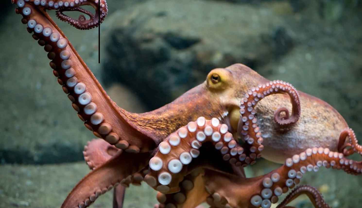 Видео: ученые обнаружили крупнейшее в мире скопление осьминогов