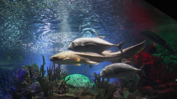 Океанариум Санкт-Петербурга