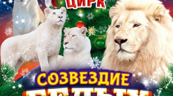 Цирк | Белые львы