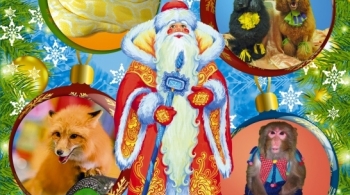 Новогодняя развлекательная цирковая программа