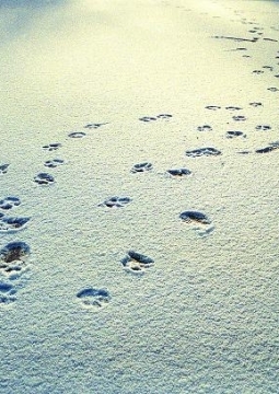 Снежный лев | Буфф