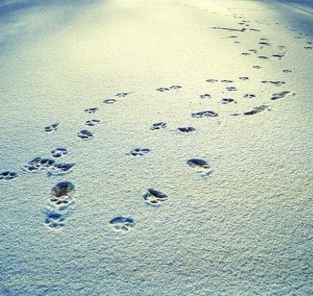 Снежный лев | Буфф