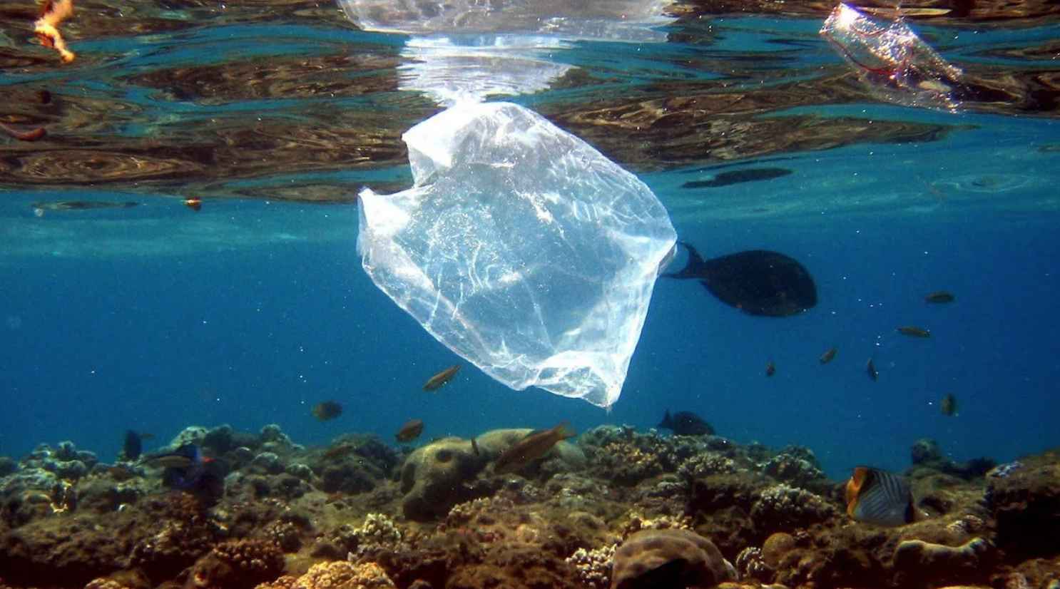 Создан биоразлагаемый пластик, при производстве которого вообще нет отходов