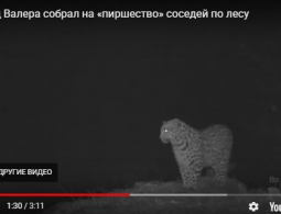 В Приморье леопард накормил тигров, оленей и куниц