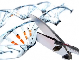 Ученые нашли необычное применение редактору генома CRISPR