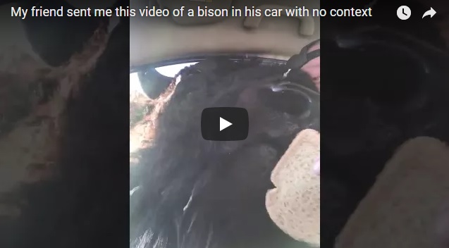 На YouTube шутят над мужчиной, в машину к которому залез зубр