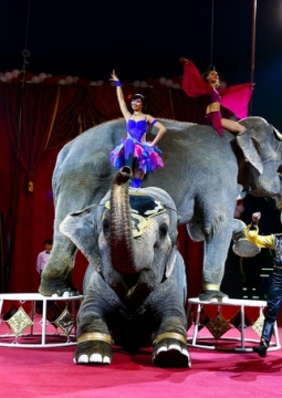 ЦИРК | Шоу cлонов